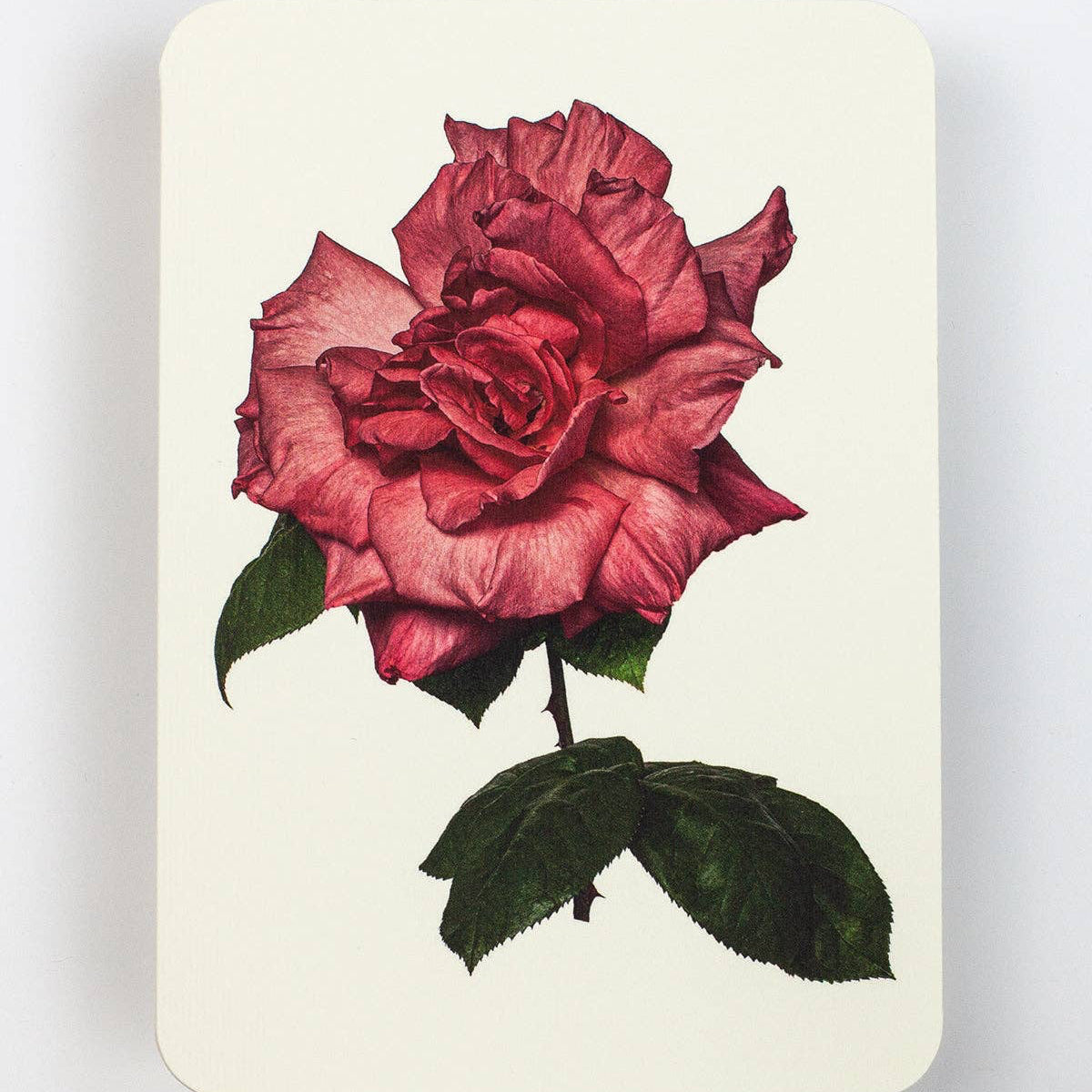 Garden Rose Notecard