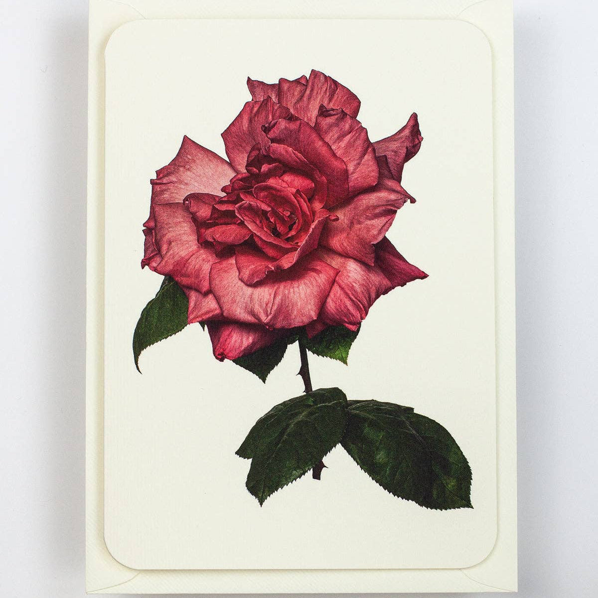 Garden Rose Notecard