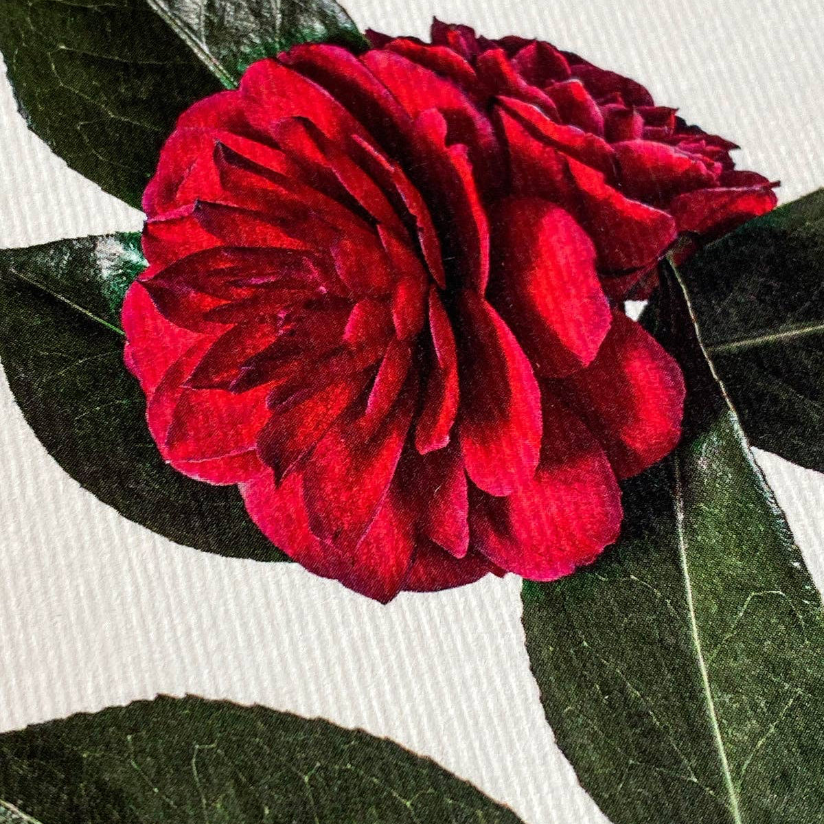 Camellia Greeting Card