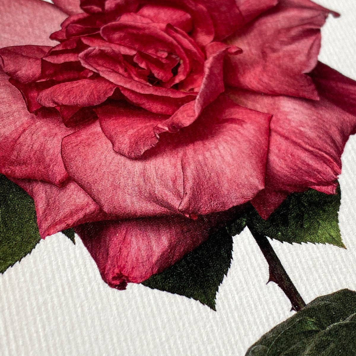 Garden Rose Notecard