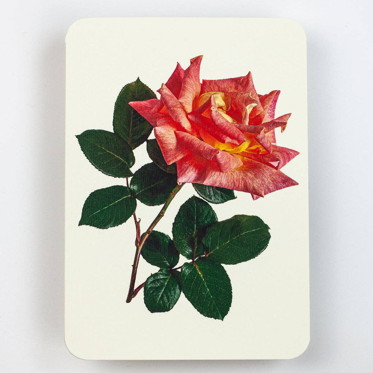 Pink & Yellow Rose Greeting Card