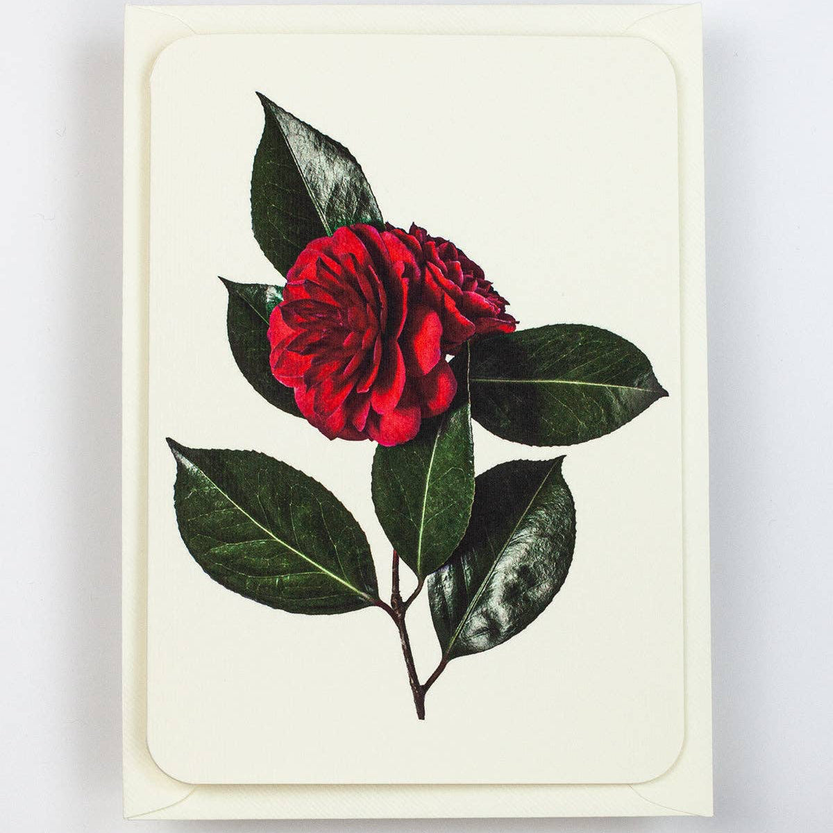 Camellia Greeting Card