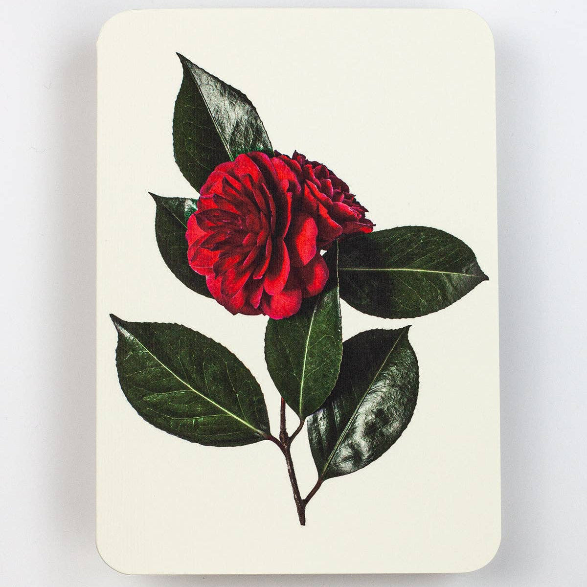 Camellia Greeting Card