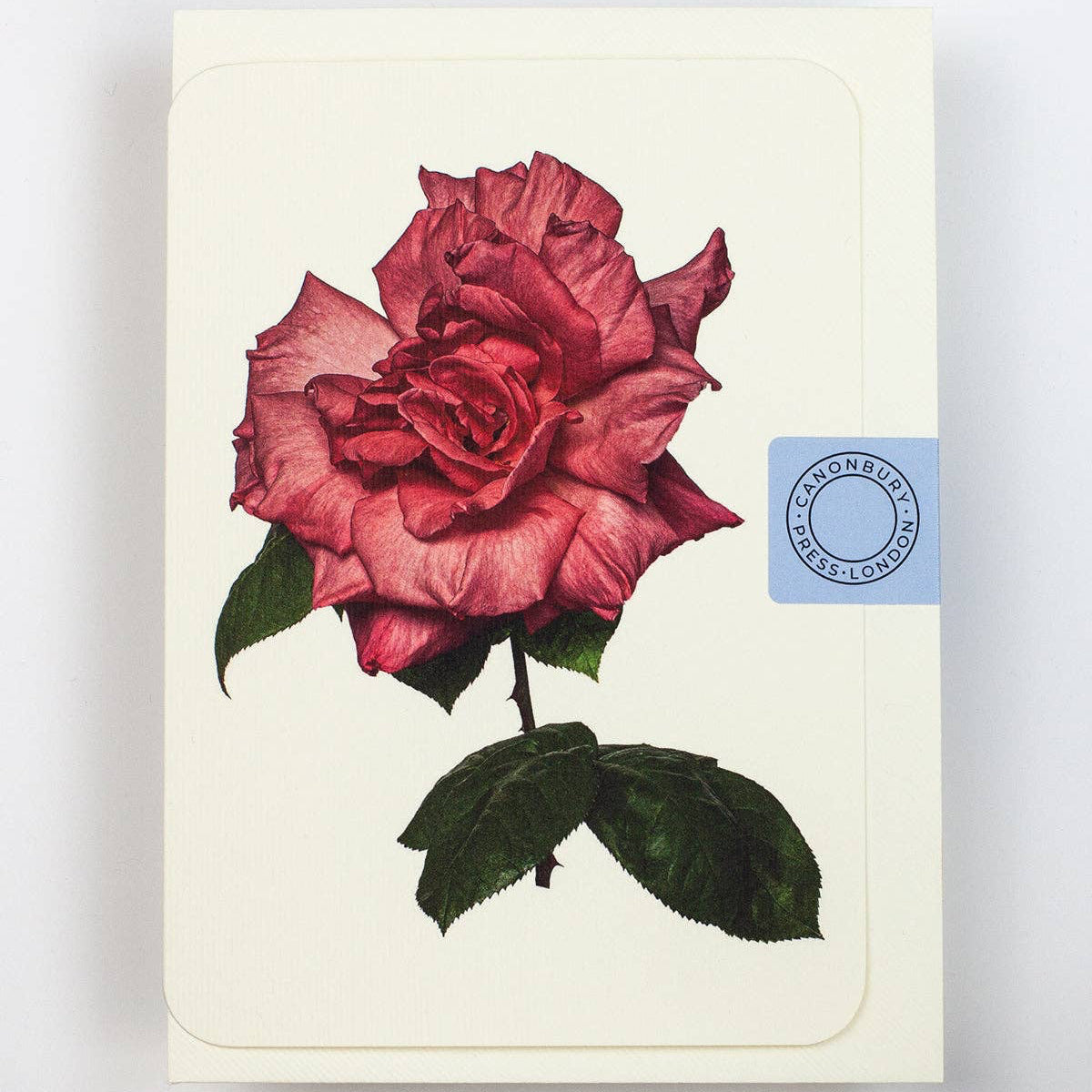 Garden Rose Notecard