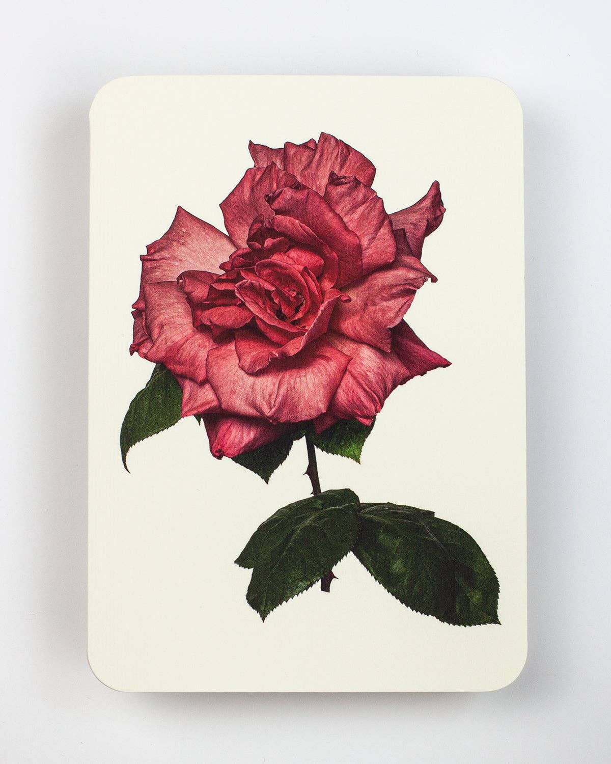 Garden Rose Notecard