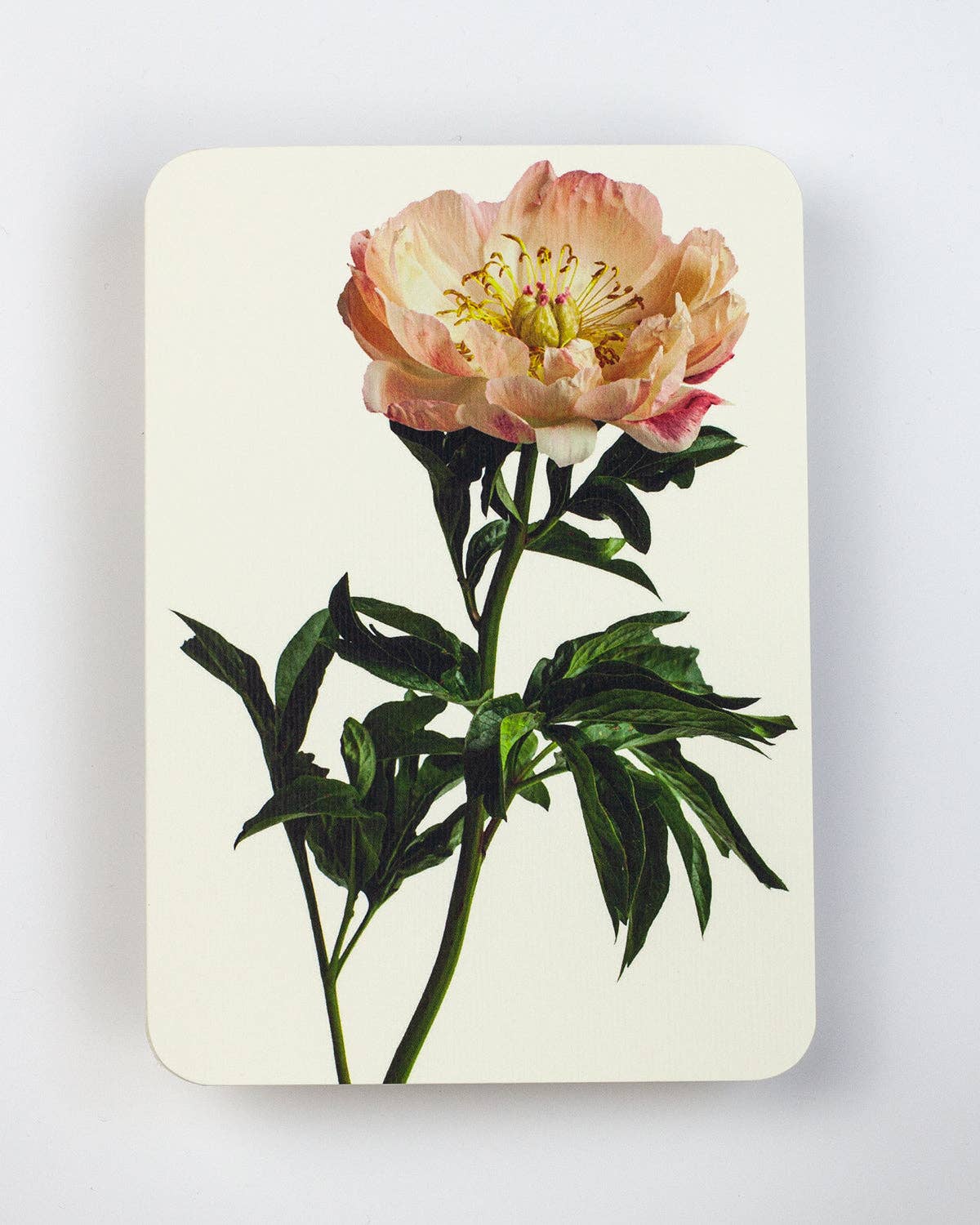 Peony Notecard