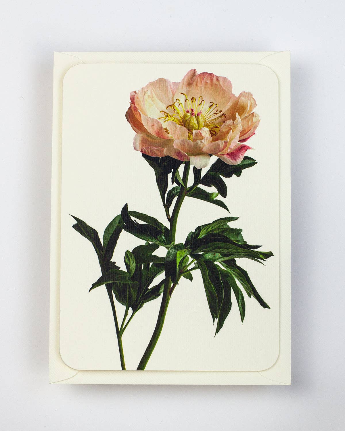 Peony Notecard