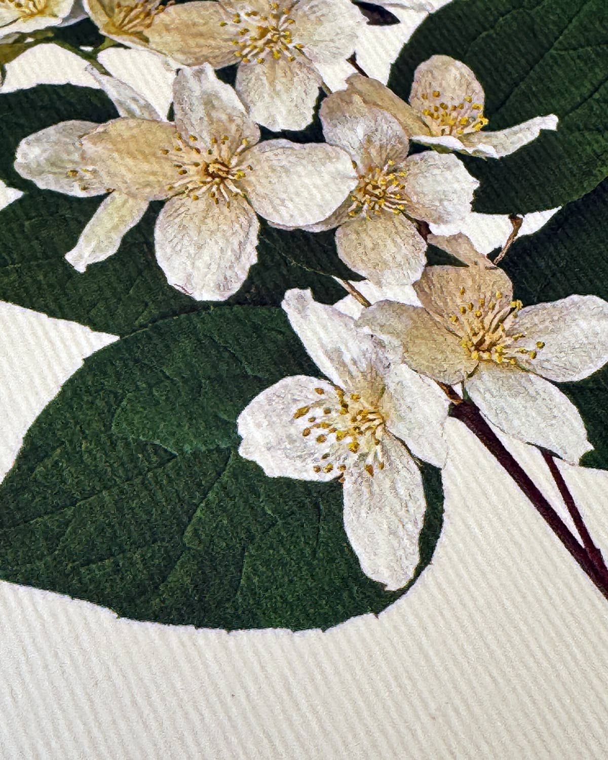 Mock Orange Greeting Card