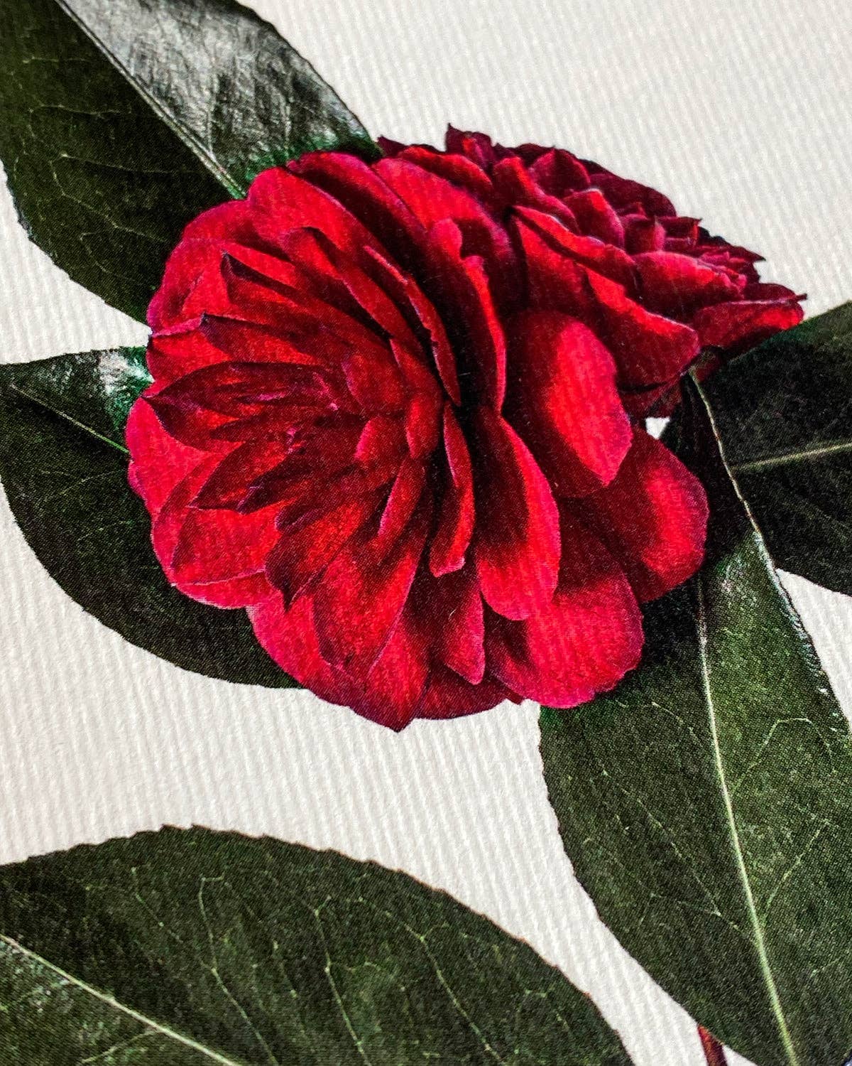 Camellia Greeting Card