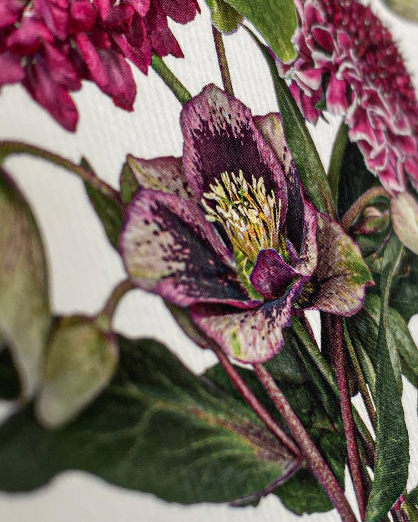 Posy of Hellebore & Scabiosa Greeting card