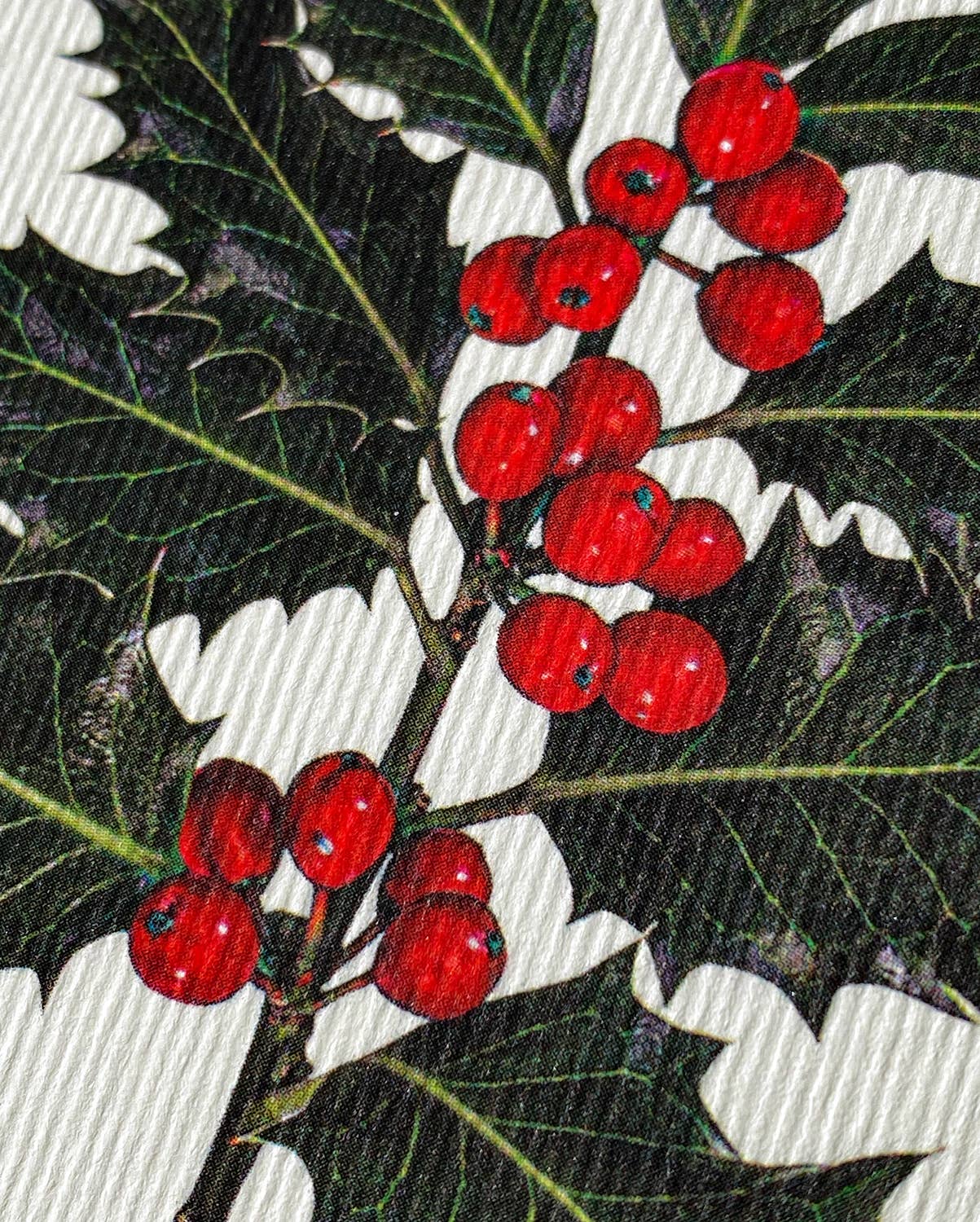 Christmas Holly: Set of 6 Notecards