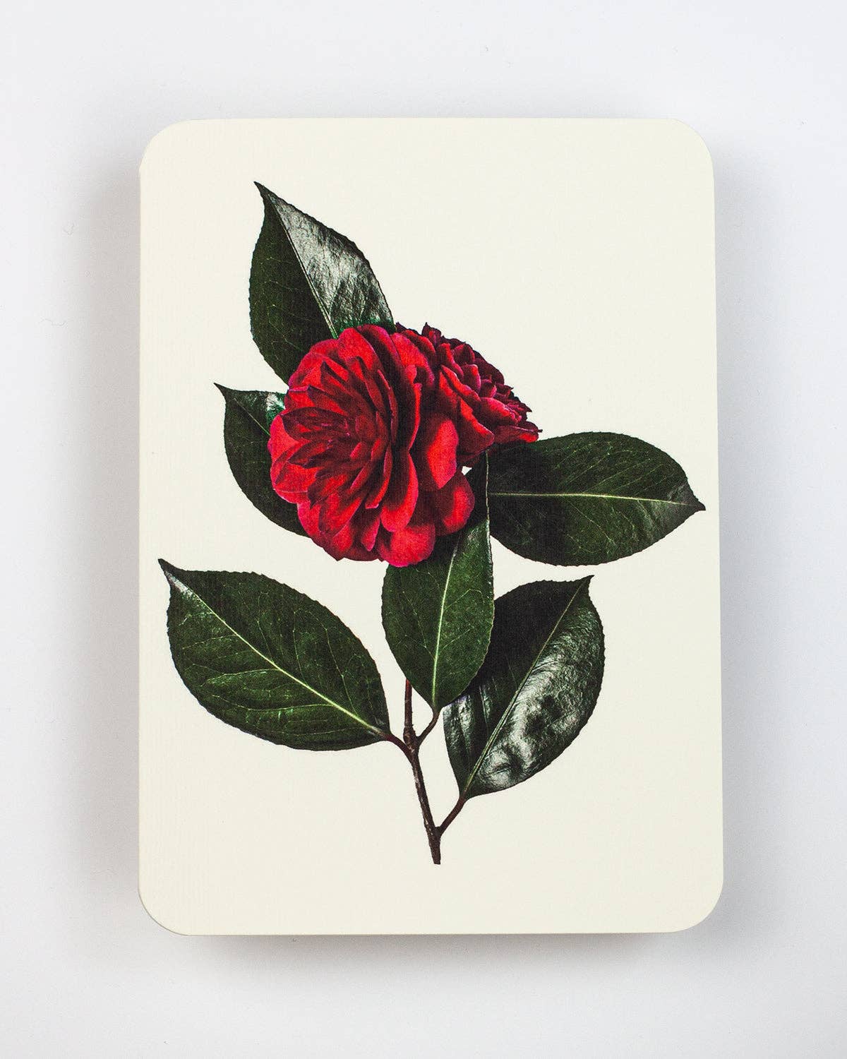 Camellia Greeting Card