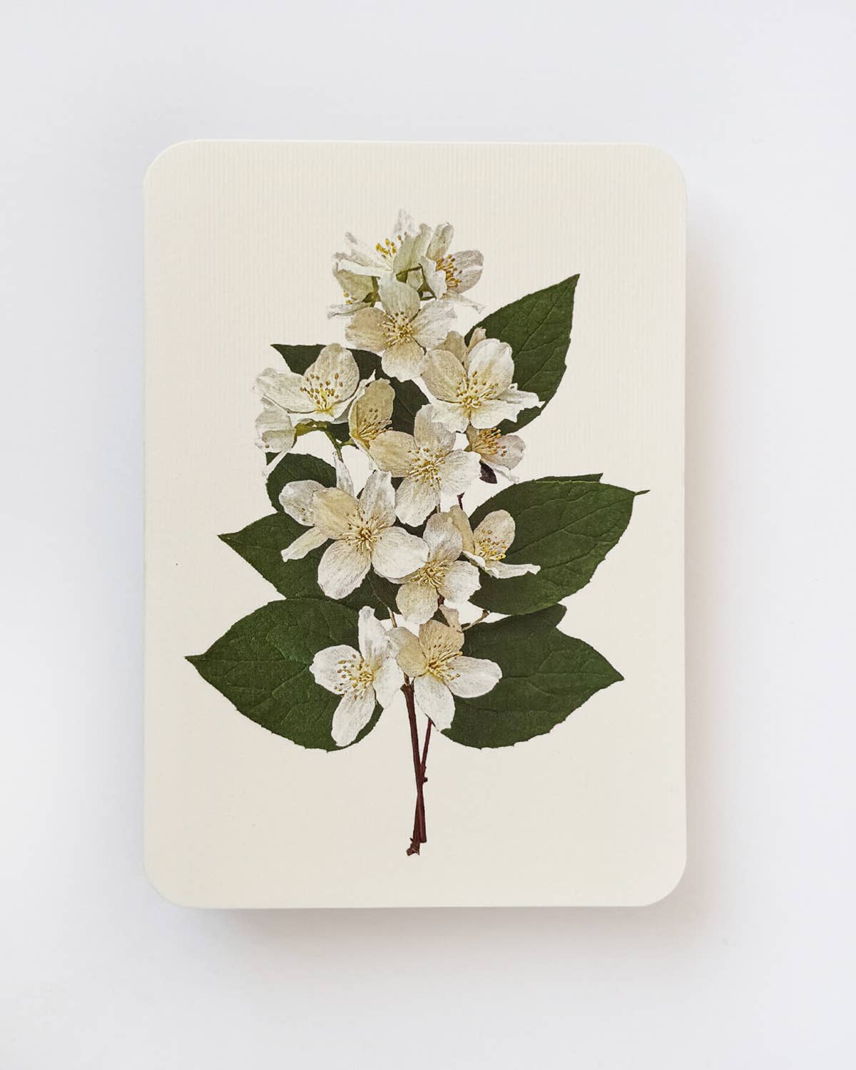Mock Orange Greeting Card